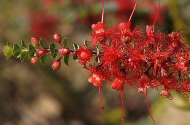 Verticordia grandis flowers