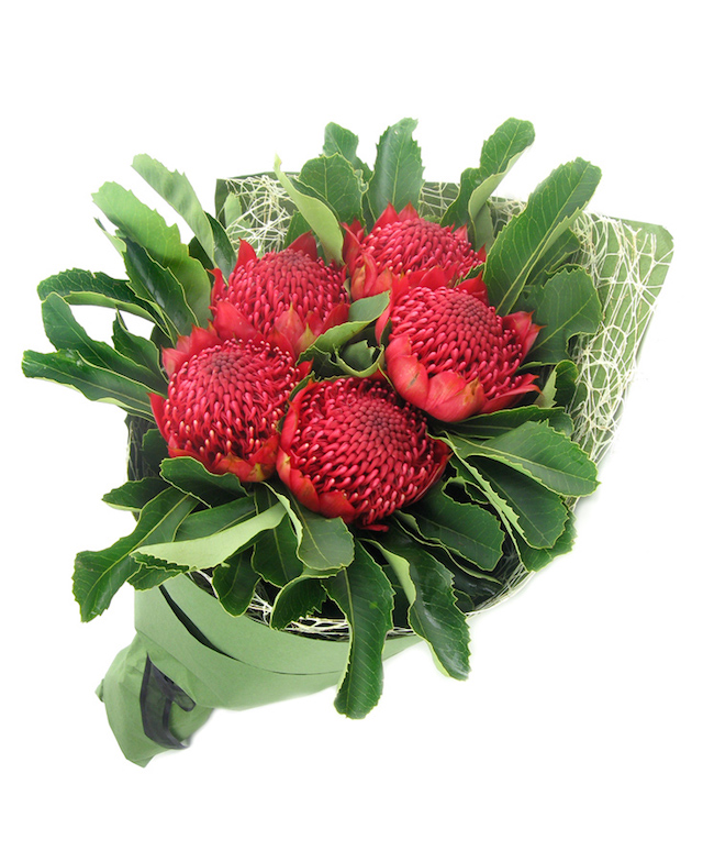 Waratah flower