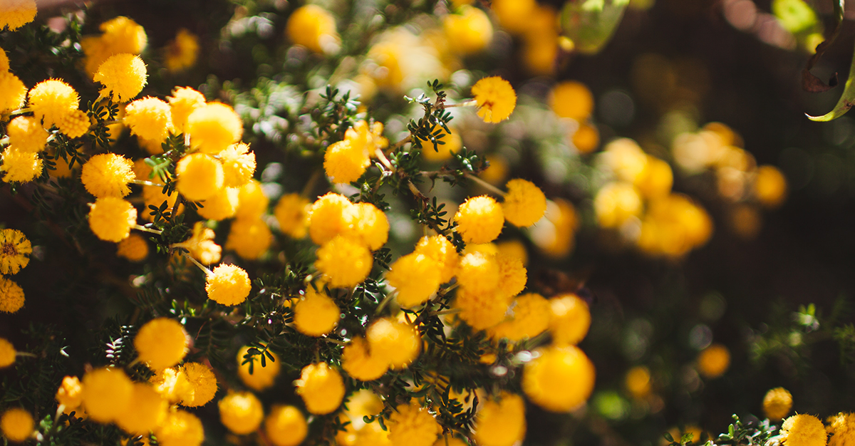 Australian State Flowers, Their History and What They Mean