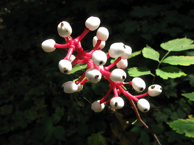 31 of the World’s Most Dangerous Plants & Flowers