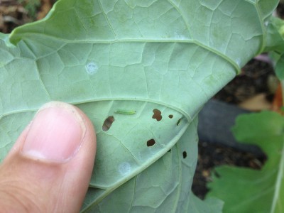white cabbage caterpillar