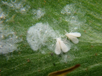 whitefly 