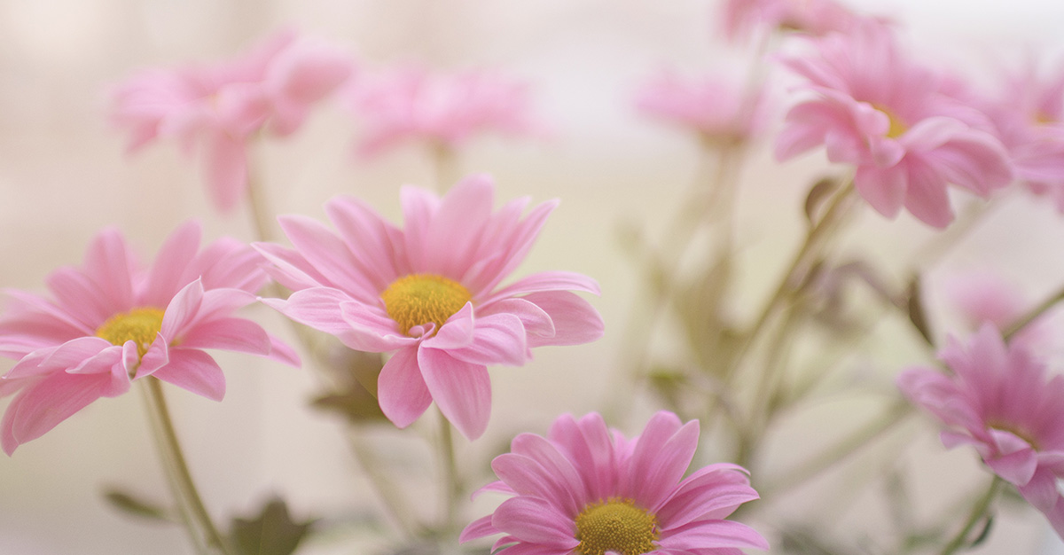 Flower Quotes and Captions: The Complete Collection