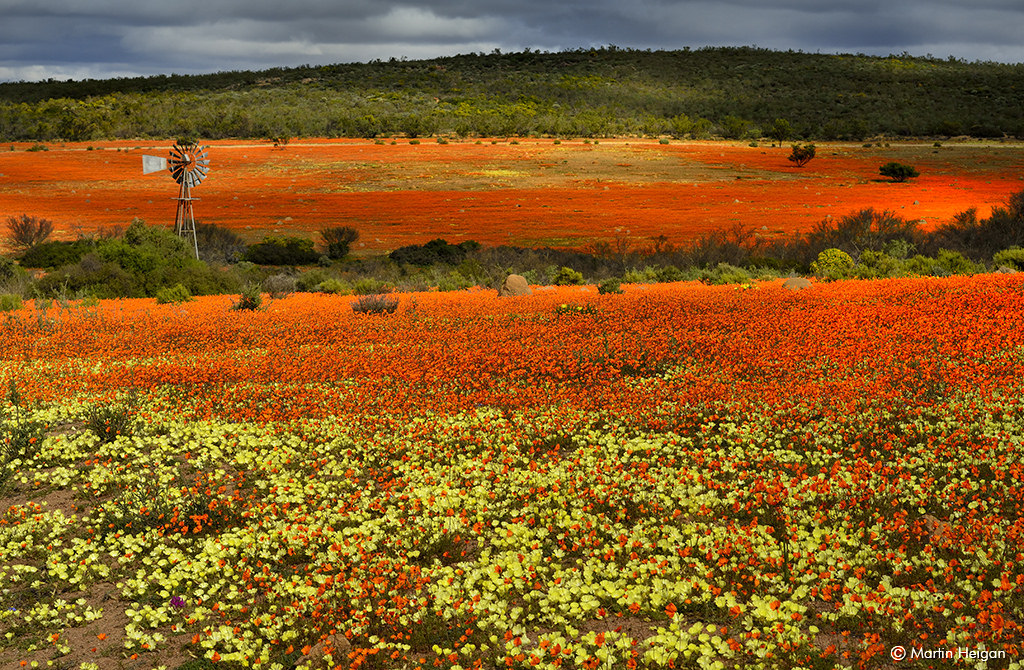 wildflowers of Namaqualand