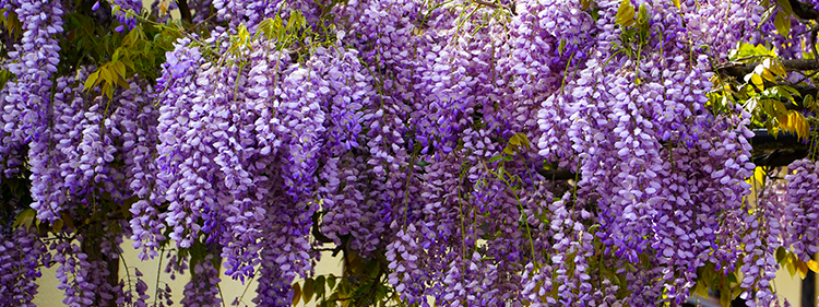 Wisteria flowers