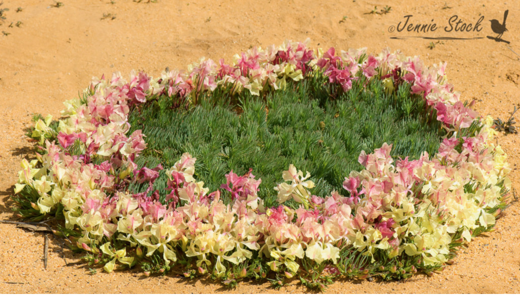 Wreath Lechenaultia