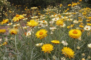 Xerochrysum bracteatum flowers