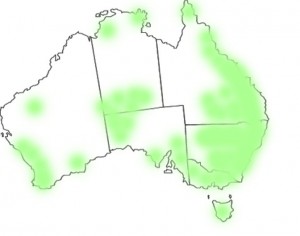 Xerochrysum bracteatum (Vent.) Tzvelev map