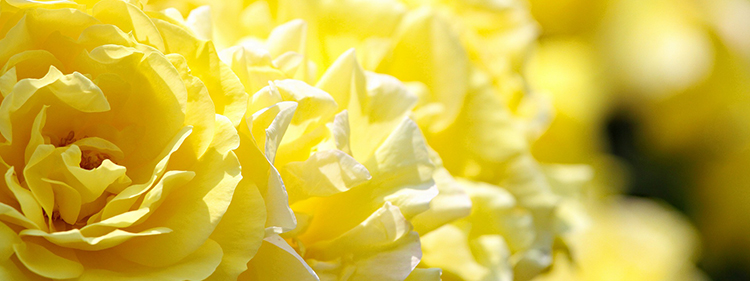 Rose Flower Bloom