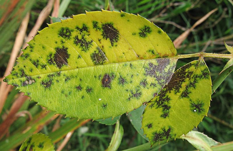Example of Black Spot on Plant 