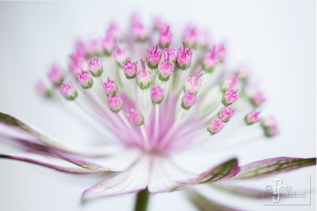Astrantia flower