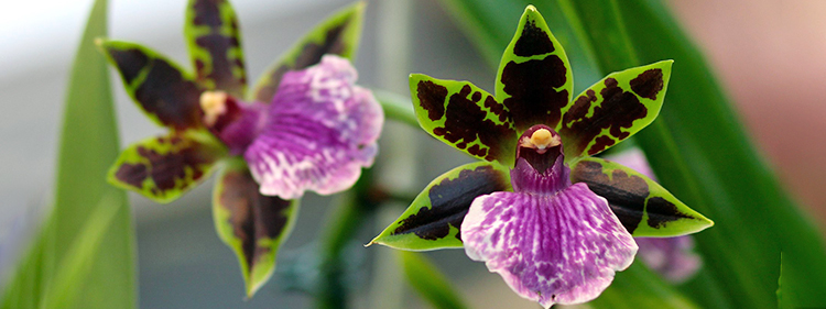 Zygopetalum Orchid