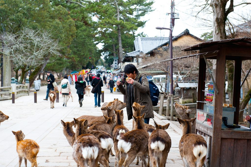 Nara deer park