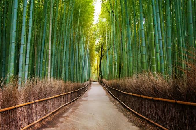京都竹林