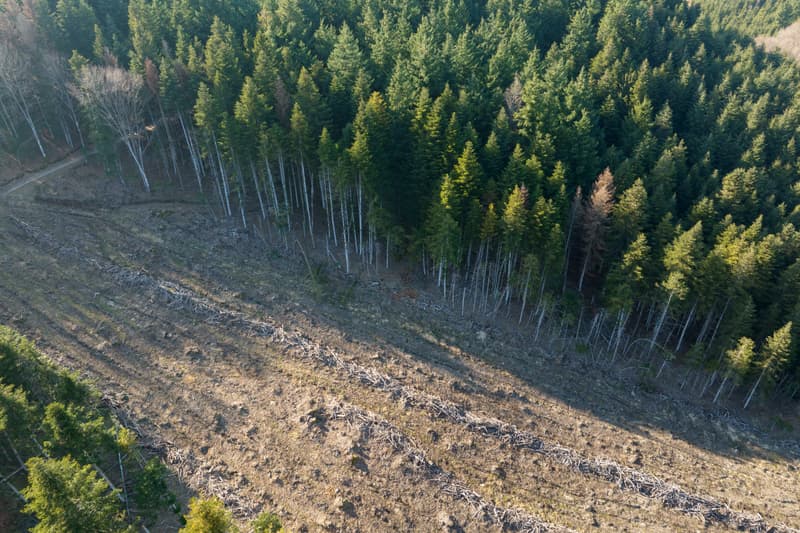 Connect the dots: Fight deforestation with traceability