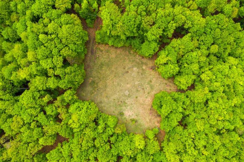 EUDR and traceability for deforestation-free supply chain operations