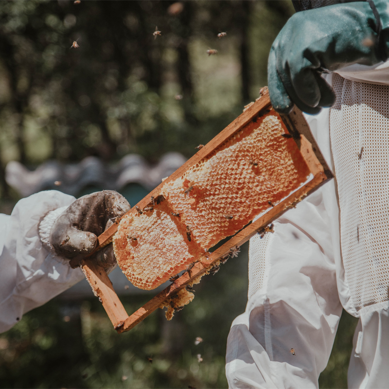 Beeswax Industry: Some Stories Untold