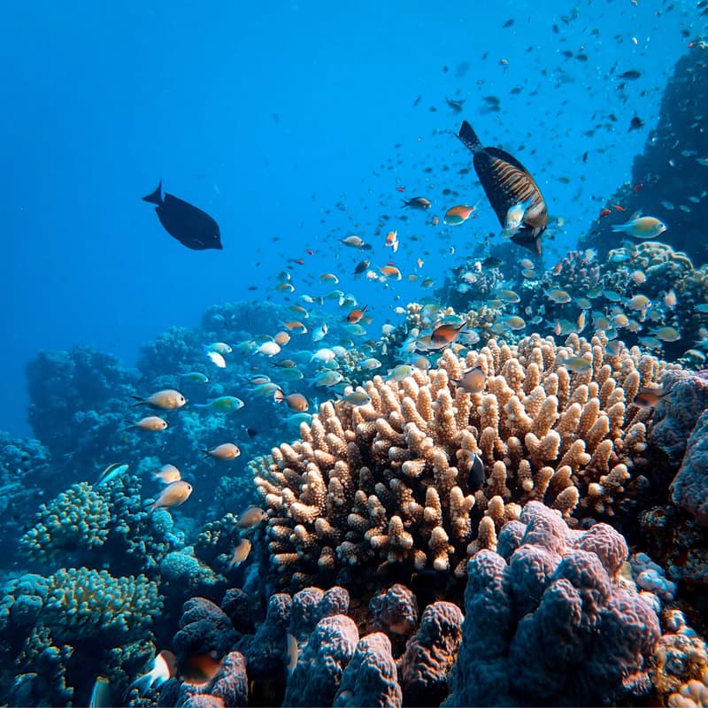 Seafood traceability: A real boon for the ocean
