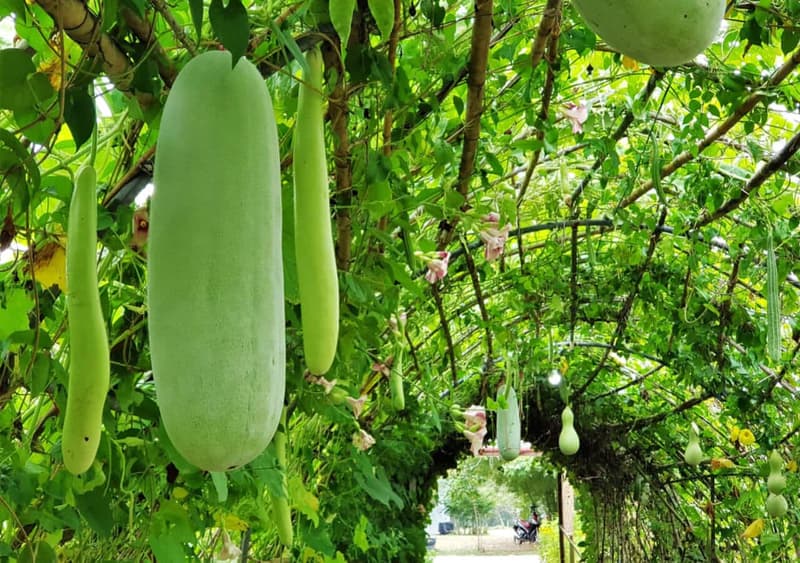 Ash Gourd – Benefits, Nutrition, Recipes, and More