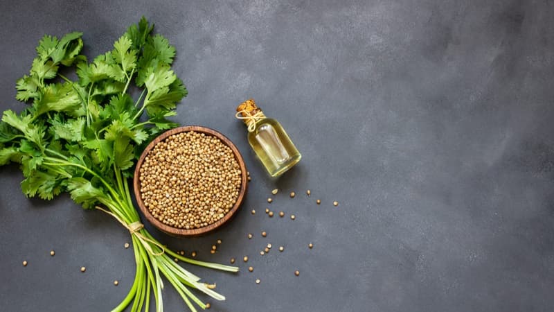 Coriander – Benefits, Nutritional Values and Healthy Recipes