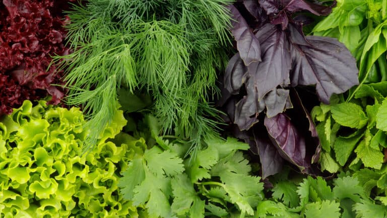 11 Lesser Known Indian Leafy Vegetables