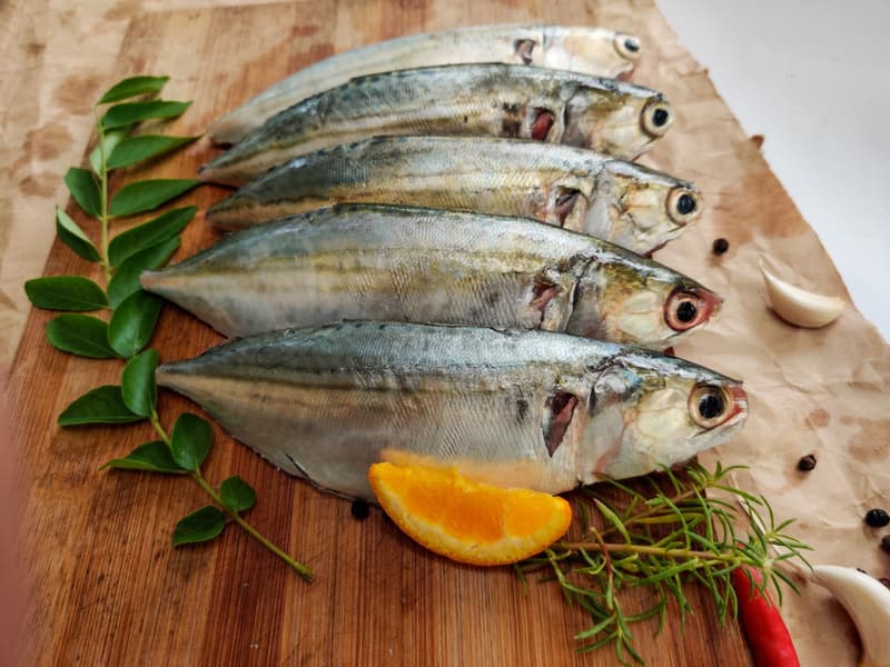 Indian Mackerel: An Exhaustive Guide On The Indigenous Fish 
