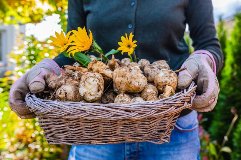 Jerusalem Artichoke: A Healthier Alternative