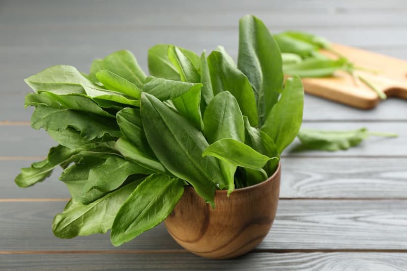 Sorrel: The Tangy Flavour Leaf with Multiple Health Benefits