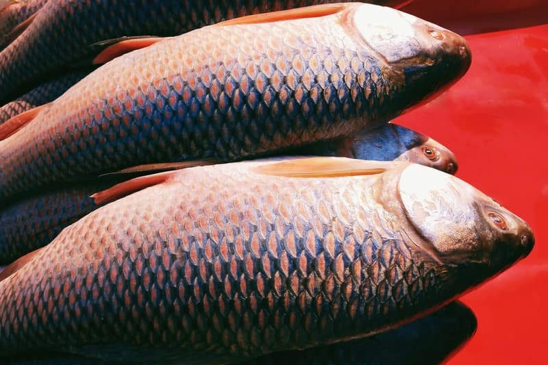 Rohu Fish: Nutritional Profile, Health Benefits, Recipes and More