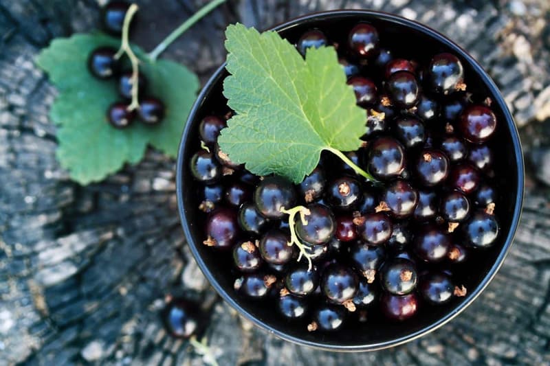 Currant: Health Benefits, Nutritional Facts, and Side Effects