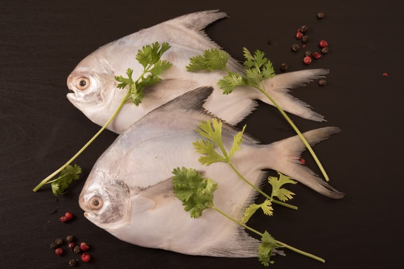Pomfret Fish: Scaling Everything You Need To Know