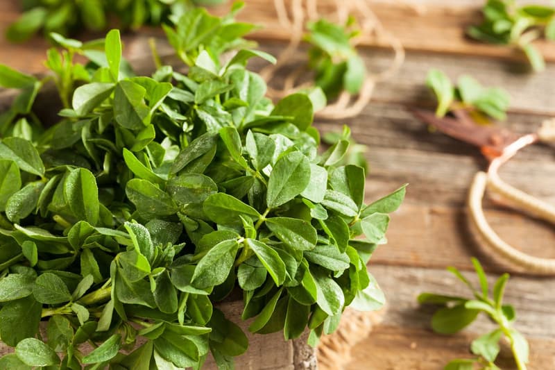 Fenugreek Leaves – Nutrition, Benefits, Side Effects and Precaution