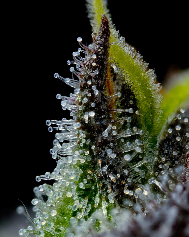 Zoomed image of Trichome